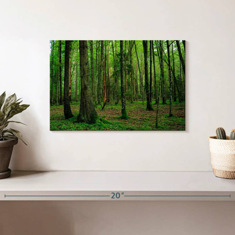 Forêt Alvord Lush Bialowieza, H 8 po x l 12 po