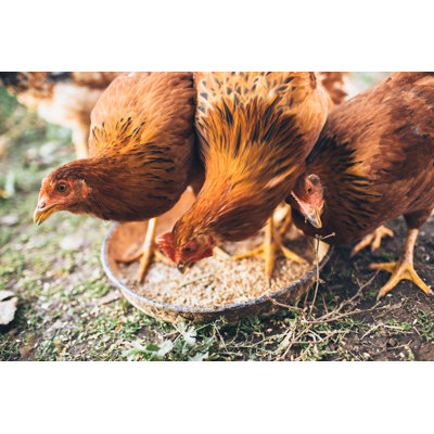 Farm Chicken by Filadendron