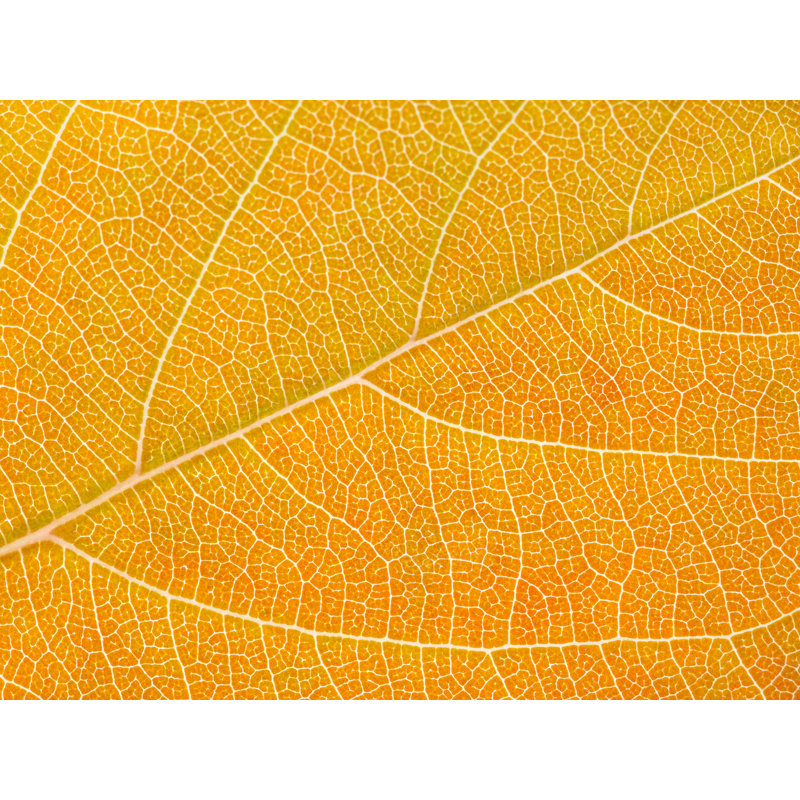 Autumn Leaf Print by Philippe Monthoux, Black Framed Canvas, 24" H x 32" W