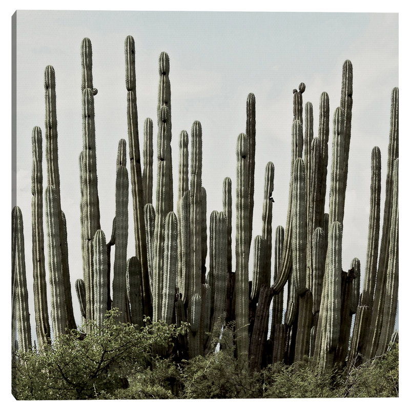 " Desert Skyline "