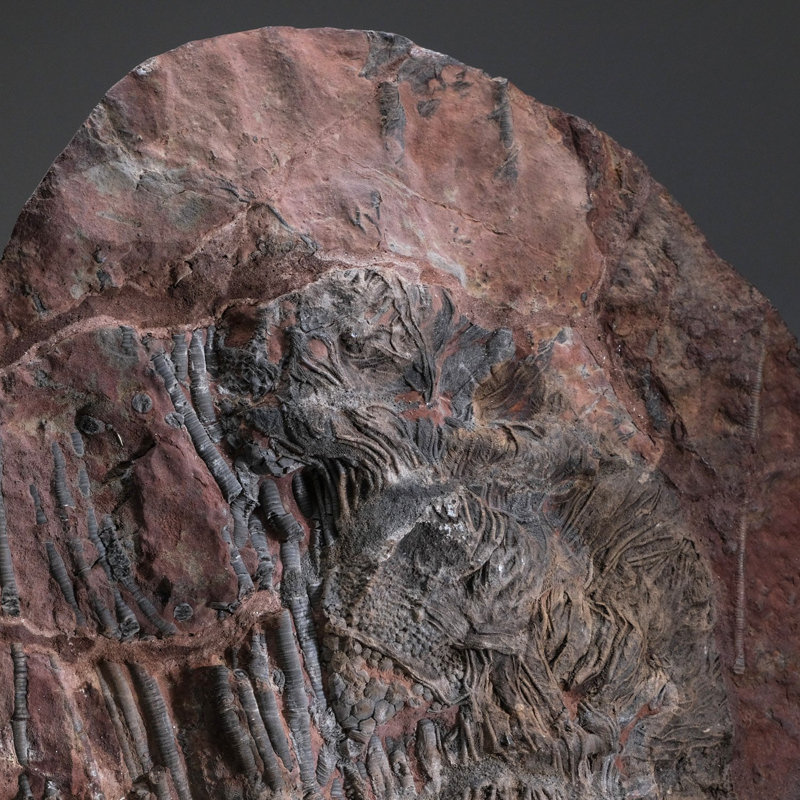 Crinoid On Matrix