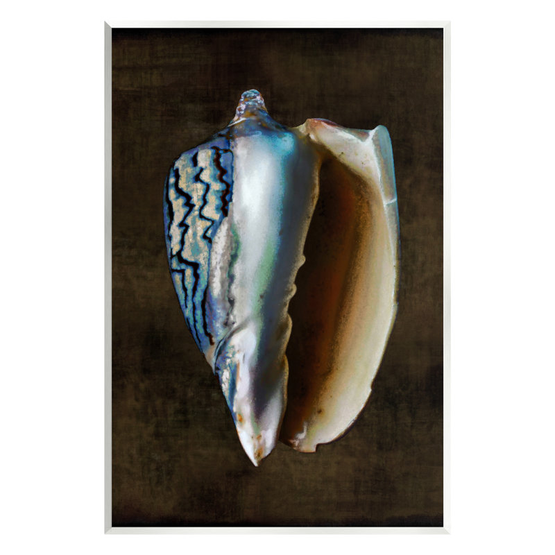 Conch Shell On Black par Caroline Kelly, H 19 po x l 13 po x P 0,5 po