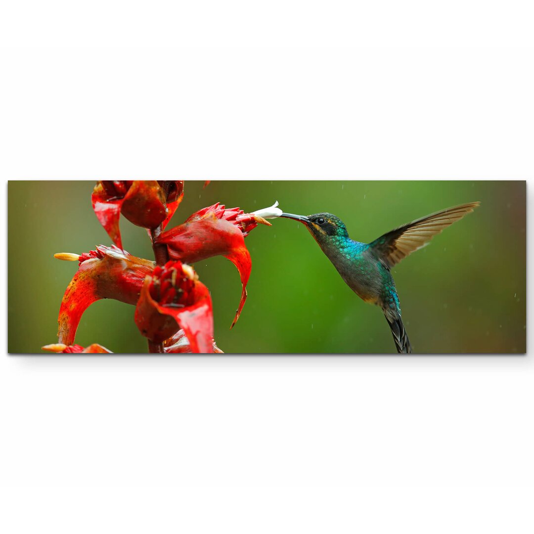 Leinwandbild Grüner Schattenkolibri mit roten Blumen