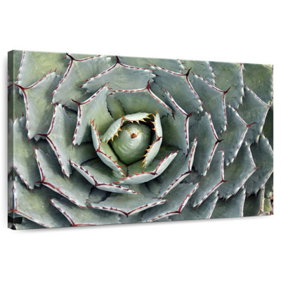Harnek Thorny Succulent