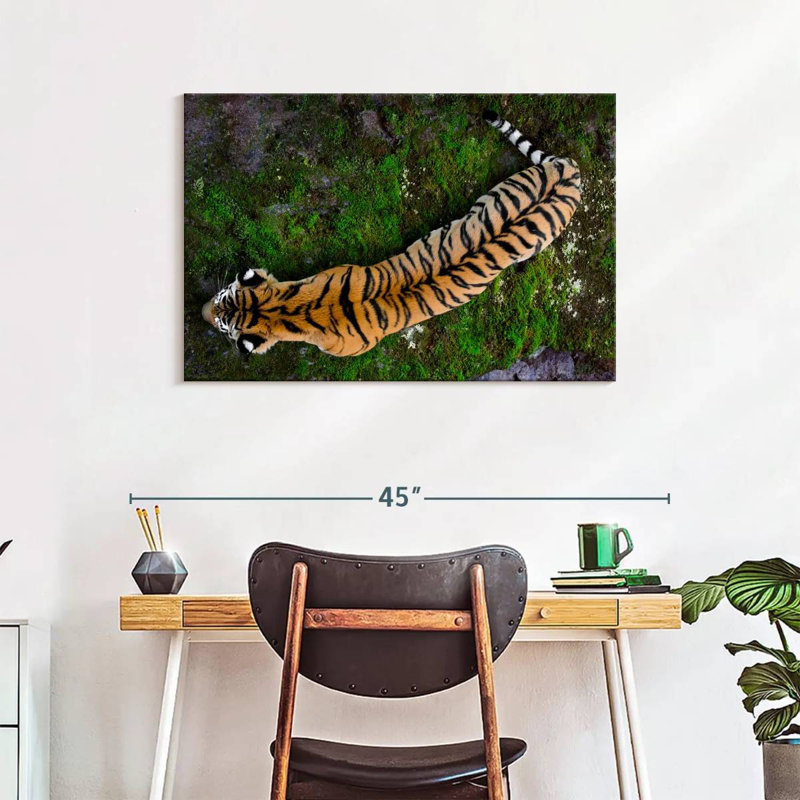 Brampt Tiger From Above, 24" H x 36" W
