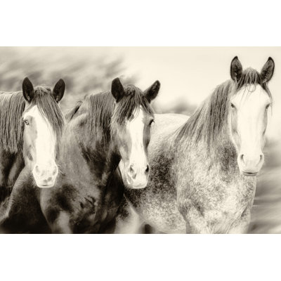 Three Amigos II by PHBurchett - Photograph