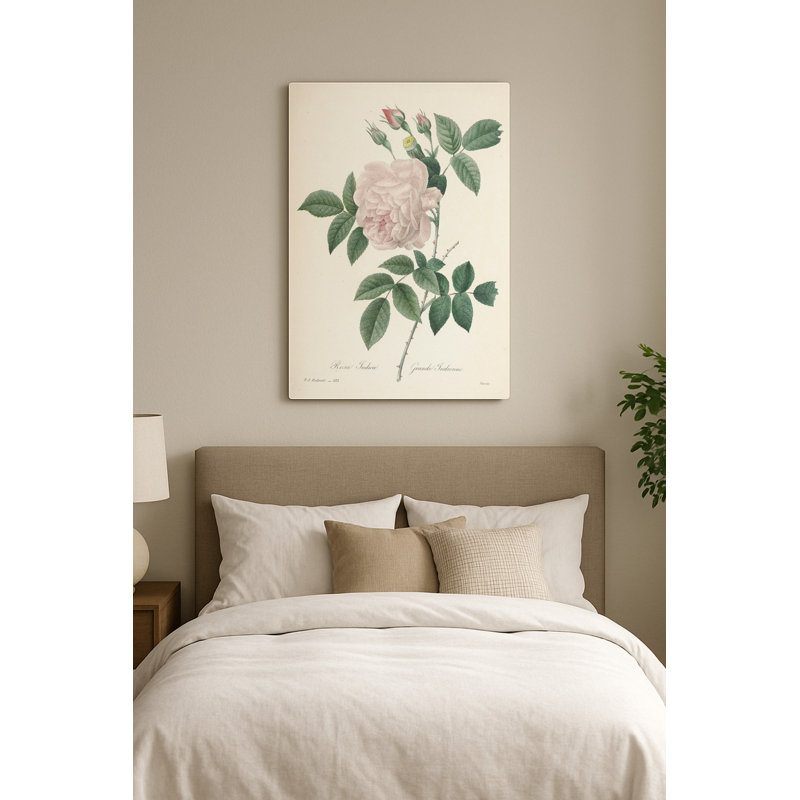 Rosa Indica / Grande Indienne (vers 1817) — Portrait Art mural en métal, H 20 po x l 16 po