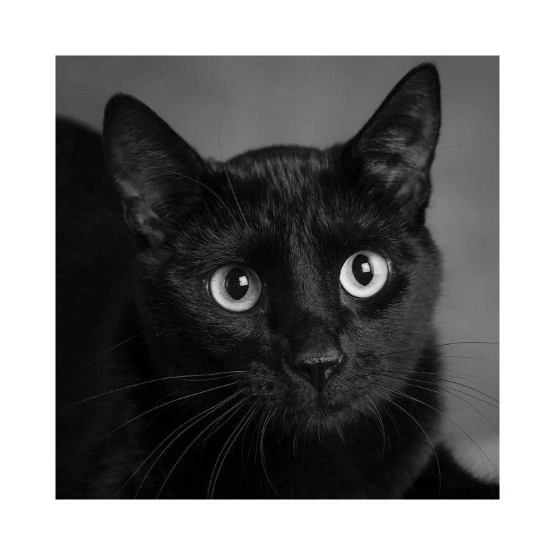 Portrait Of A Black Cat - Wrapped Canvas Print, 30.48 cm H x 30.48 cm W