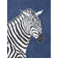 Release A Zebra Print by Bella Lane-40036769-40036705