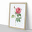 French Rose by Pierre-Joseph Redoute - Picture Frame Painting Print-55577536-55577537