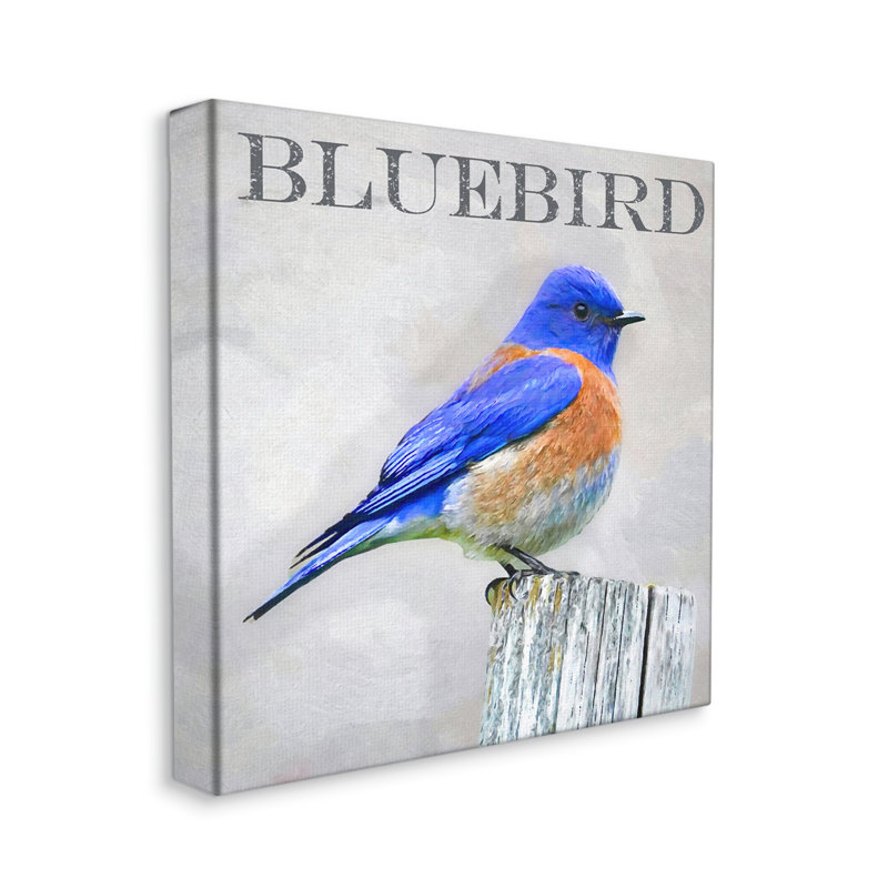 Oiseau bleu vif debout sur un bouleau, texte rustique par atelier Alpenglow, L 17 po x H 17 po, Toile tendue