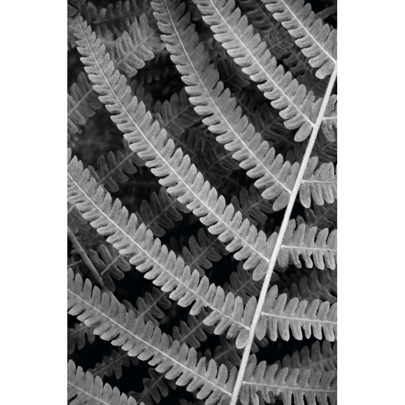 Fern I by Jim Christensen - Wrapped Canvas Art Prints, 46cm H x 30cm W
