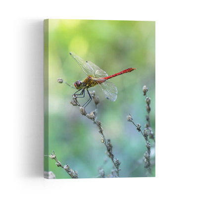 Red Dragonfly Perched Delicate Peaceful Serene Dragonfly Nature Summer Wall Art Print by Fabrizio Daminelli - Print
