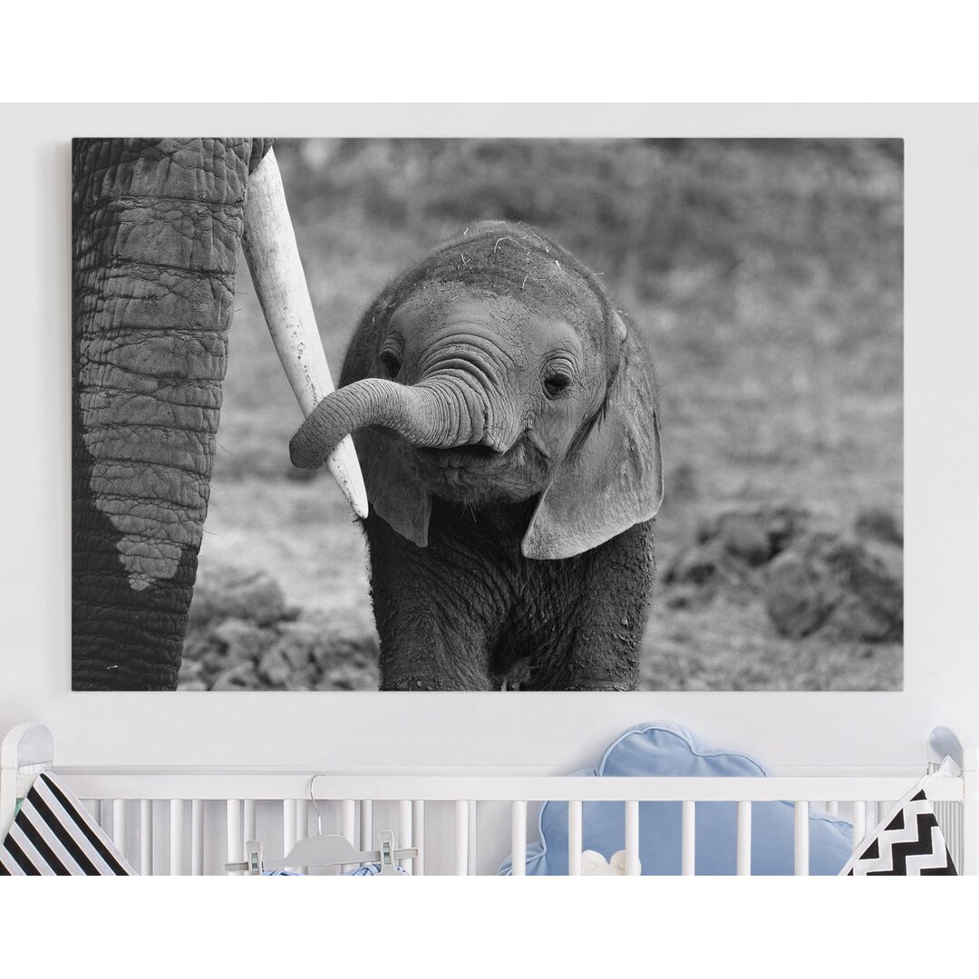 Leinwandbild Elephant Baby