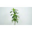 Anjely Faux Agave Plant-474197633