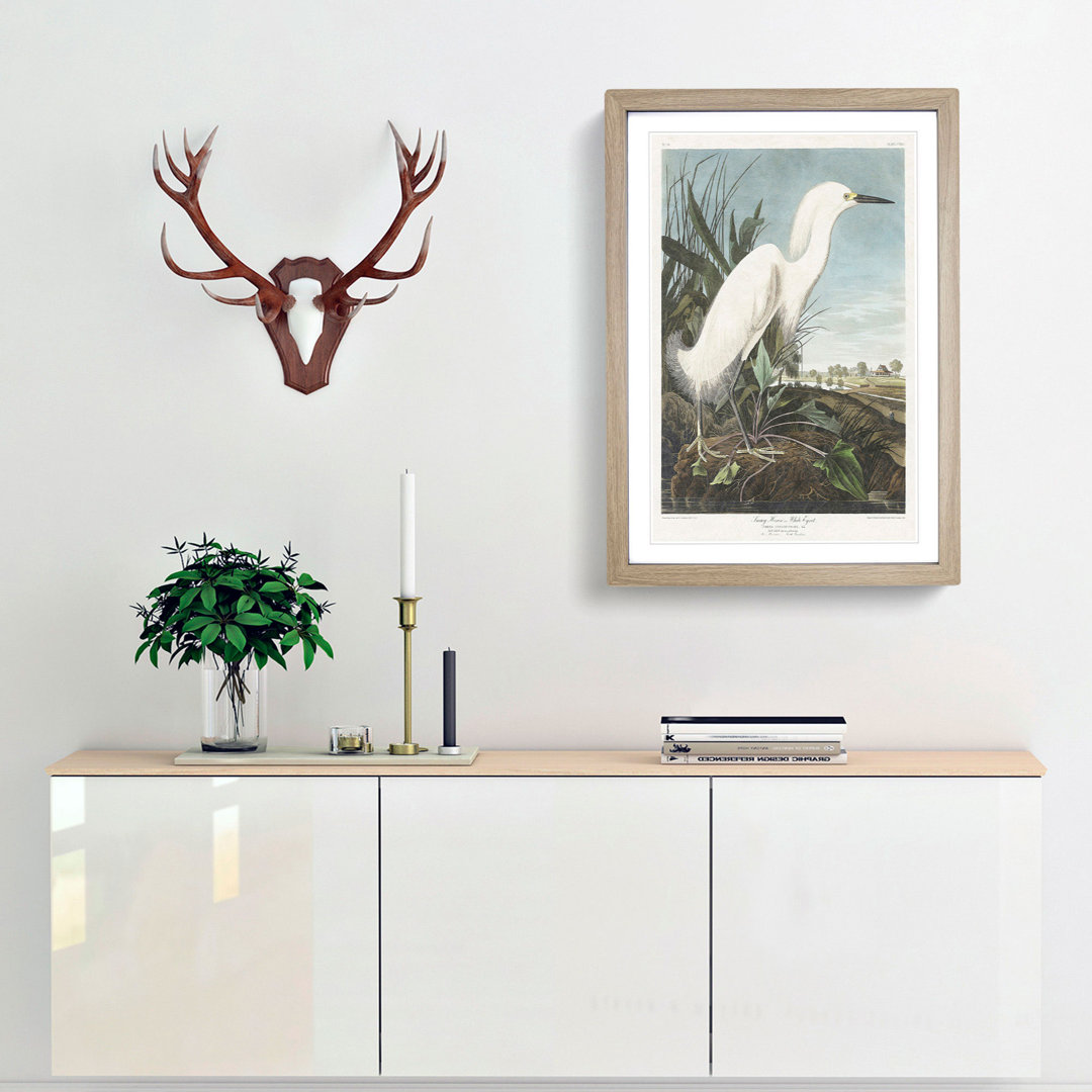 Snowy Heron by John Audubon - Framed Print
