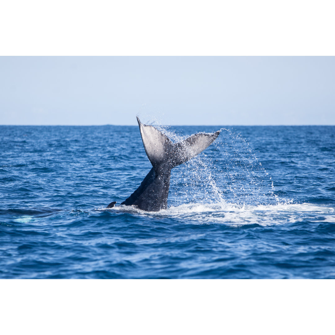 Whale Tail Above Water - Wrapped Canvas Print