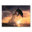 Dolphin Play Print-59012827-59012832