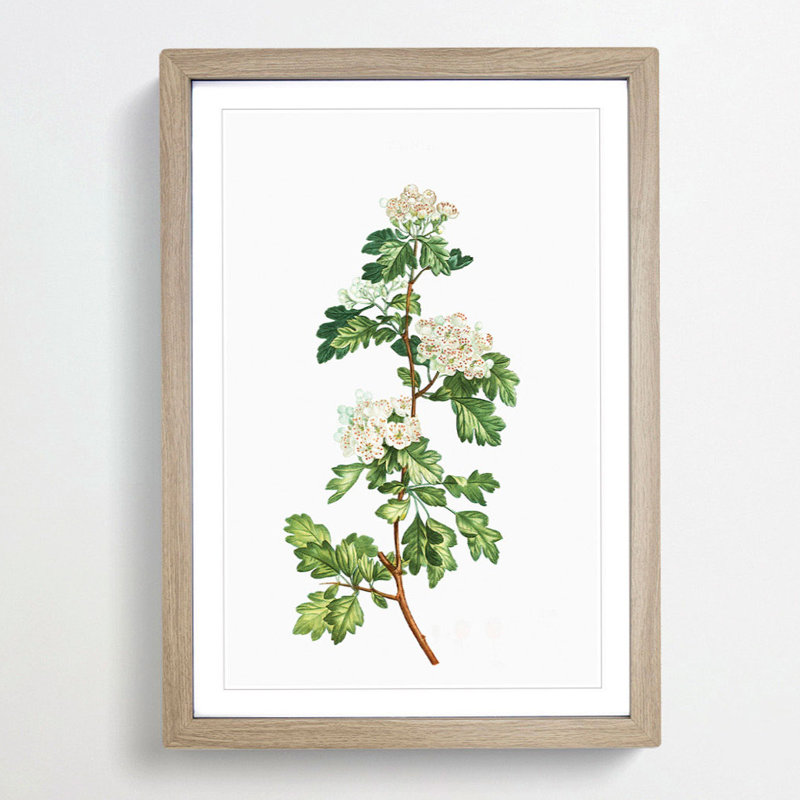 Hawthorn Flowers by Pierre-Joseph Redoute - Picture Frame Painting Print, 65cm H x 48cm W x 2cm D, Oak Framed