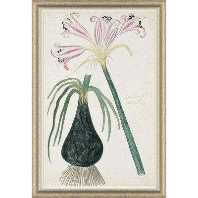 Paul Cezanne " Belladonna Lily " by Paul Cezanne