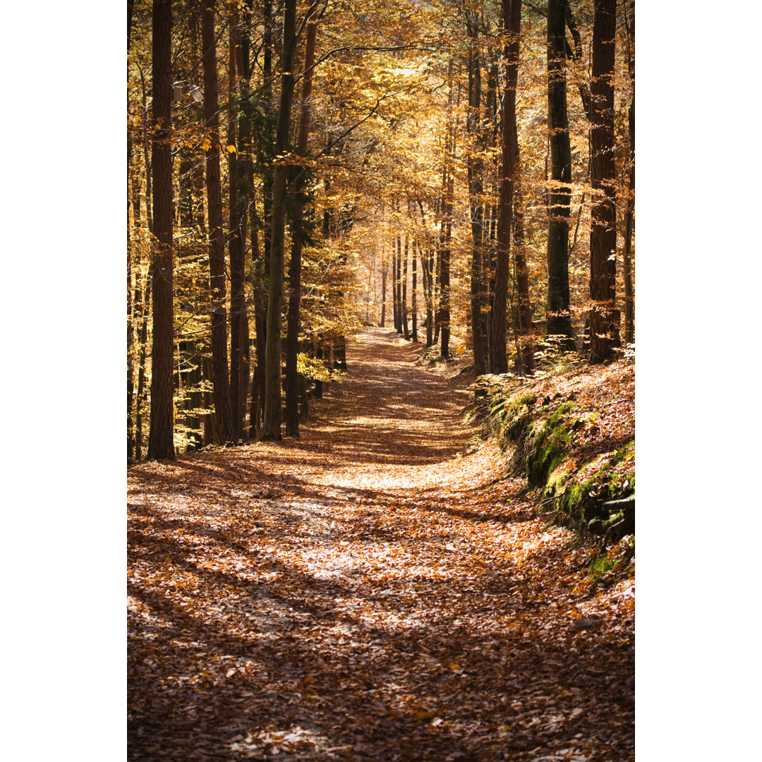 Wald im Herbst