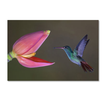 'Target Practice' Photographic Print on Wrapped Canvas