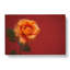 Orange Rose in Bloom in Abstract - Wrapped Canvas-55313353