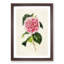 Illustration of a Pink Japanese Camellia - Picture Frame Painting Print-55579380-55579384