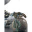Sculpture lion gardien-50342133