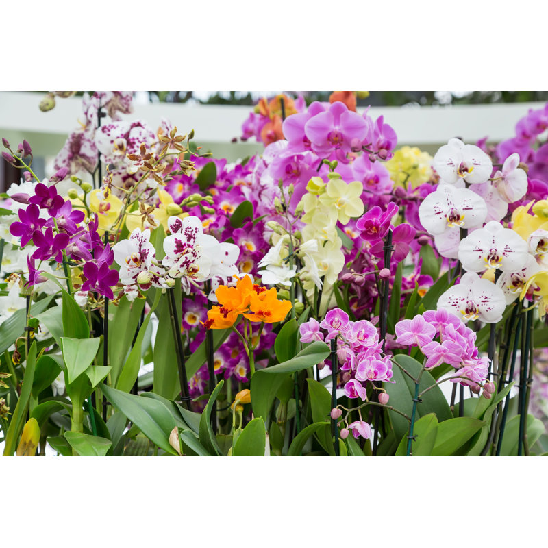 " Orchid Flowers ", 24" H x 36" W  