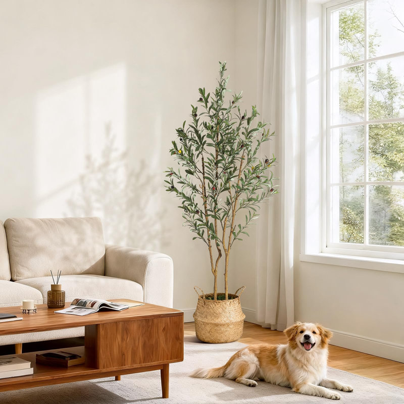 Plant