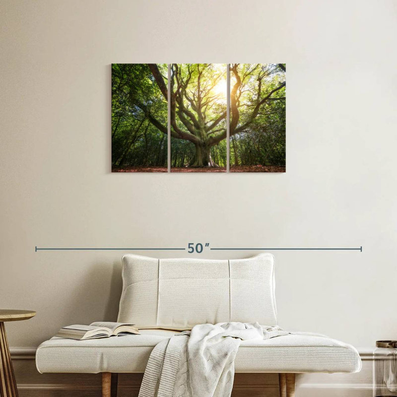Grand vieux hêtre Harnek Broceliande, H 20 po x l 33 po