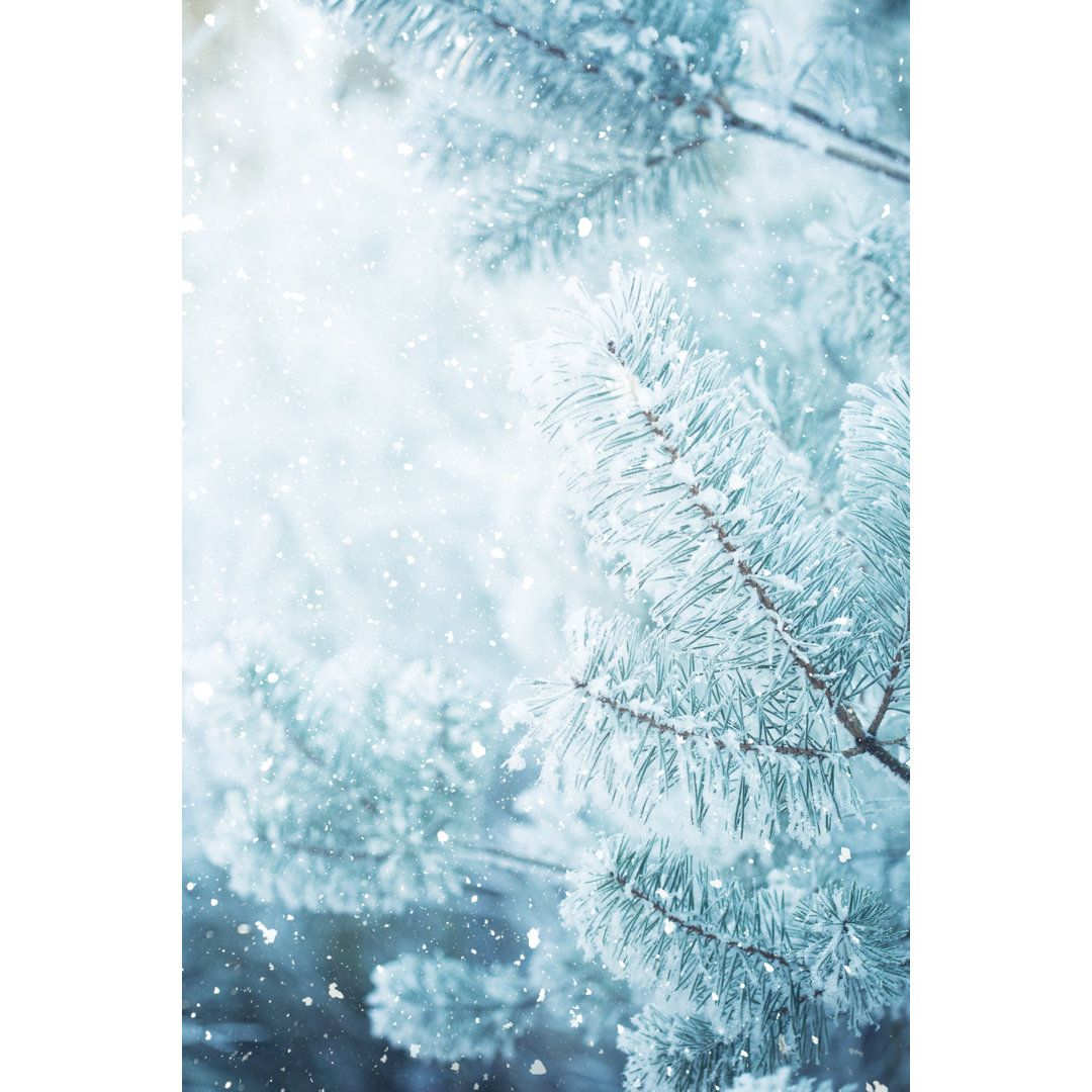 Frosted Pine Branches von Andrey Danilovich - Kunstdrucke auf Leinwand