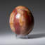 Petrified Wood Egg-124930771-124930763
