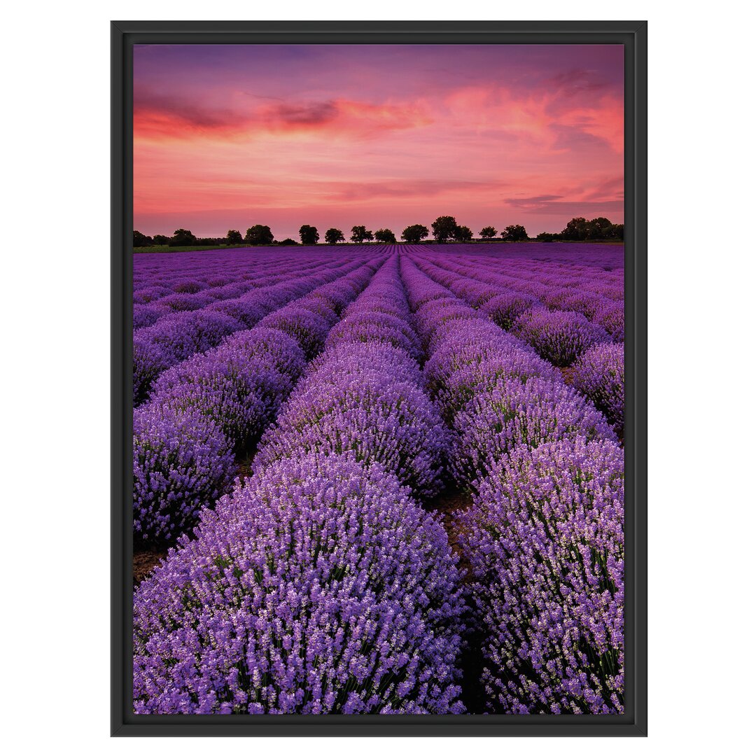 Gerahmtes Wandbild Wunderschöne Lavendel Provence