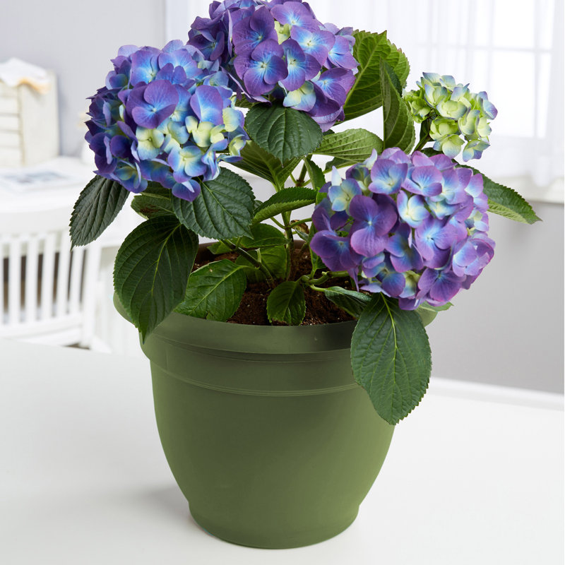 Pot à fleurs intérieur / extérieur Traditional, H 10,25 po x l 13 po x P 13 po, Vert vif