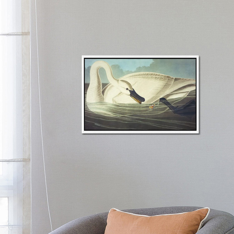 Trumpeter Swan II by John Audubon - Painting on Canvas, White Framed, 152.5 cm H x 101.5 cm W