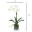 Orchid Arrangement In Glass Vase-1866871510