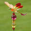 Piquet de jardin Bethlehem