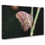 Beauty Of A Butterfly - Wrapped Canvas-55363456