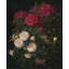 «Camellias and Rhododendrons» par Johan Laurentz Jensen - Art mural sur toile tendue avec châssis-1213028769