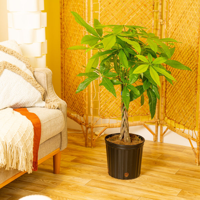 Costa Farms Indoor Pachira Braid Money Tree House Plant in 10-inch Nursery Pot