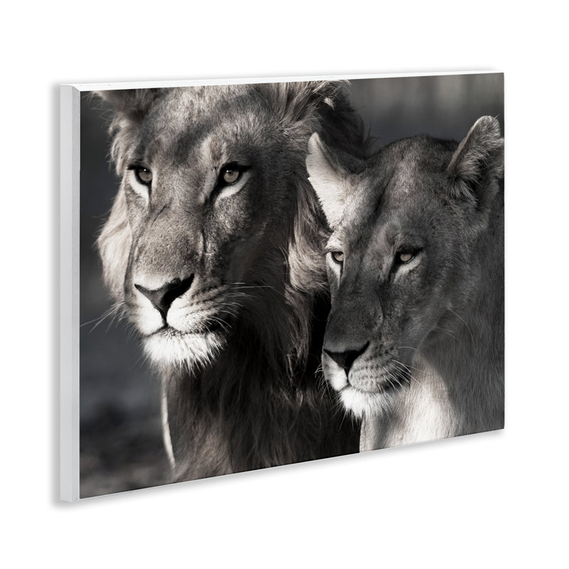«Strong Lion & Lioness», art mural par Danita Delimont