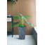 Jardinières en pot-69177144