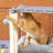 Chambre 32.75'' H Cat Tree
