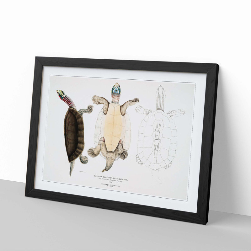 Kachuga Terrapin Illustrations by John Edward Gray - Picture Frame Graphic Art Print, Black Framed, 36cm H x 48cm W x 2cm D