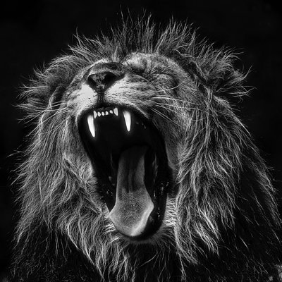 The King - Wrapped Canvas Print