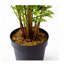 Anarah 75cm Faux Yucca Tree in Pot Liner