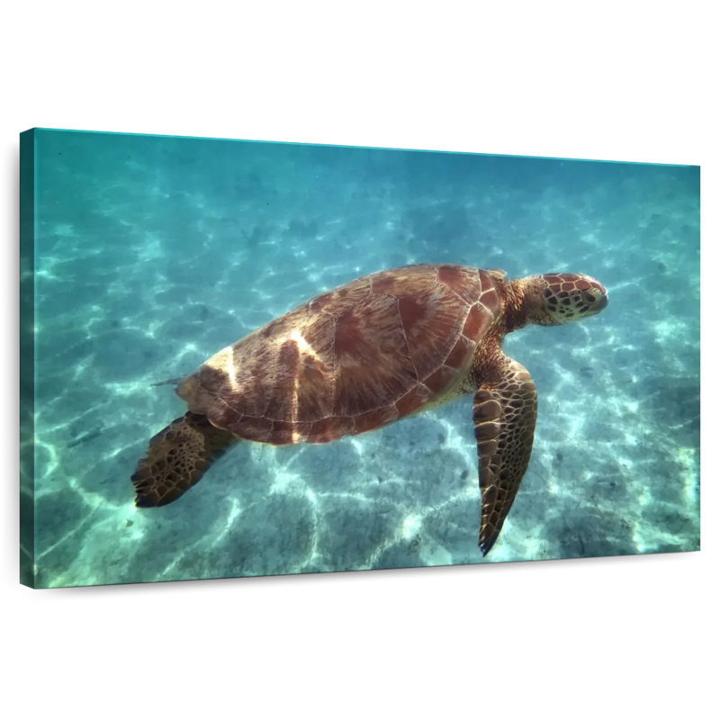 Brampt Endangered Hawksbill Turtle