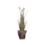 Plante de 57,5 po